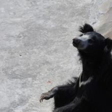 Anong mga hayop ang naninirahan sa India: mga pangalan, katangian at larawan Ang mga bear ay nakatira sa India